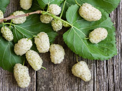 buy white mulberry leaf|are mulberries poisonous.